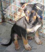 MASH, Hund, Mischlingshund in Zypern - Bild 10