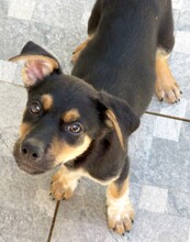 MASH, Hund, Mischlingshund in Zypern - Bild 11