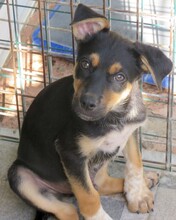 MASH, Hund, Mischlingshund in Zypern - Bild 7