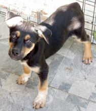 MASH, Hund, Mischlingshund in Zypern - Bild 8