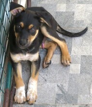 MASH, Hund, Mischlingshund in Zypern - Bild 9