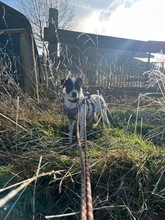 MAGDALENA, Hund, Mischlingshund in Scharnebeck - Bild 1