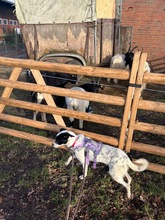 MAGDALENA, Hund, Mischlingshund in Scharnebeck - Bild 3