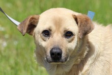 PABLO, Hund, Mischlingshund in Lohra-Reimershausen - Bild 1