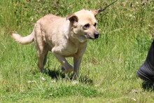 PABLO, Hund, Mischlingshund in Lohra-Reimershausen - Bild 2