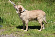 PABLO, Hund, Mischlingshund in Lohra-Reimershausen - Bild 3