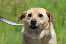 PABLO, Hund, Mischlingshund in Lohra-Reimershausen - Bild 5