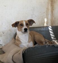 IDA, Hund, Mischlingshund in Griechenland - Bild 2