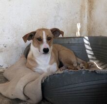 IDA, Hund, Mischlingshund in Griechenland - Bild 4