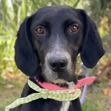 DARLA, Hund, Mischlingshund in Griechenland - Bild 1