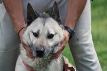 CIKITO, Hund, Siberian Husky-Mix in Lohra-Reimershausen - Bild 1