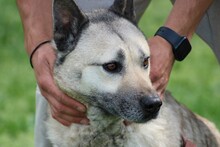 CIKITO, Hund, Siberian Husky-Mix in Lohra-Reimershausen - Bild 2