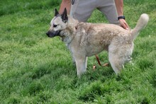 CIKITO, Hund, Siberian Husky-Mix in Lohra-Reimershausen - Bild 3