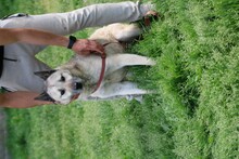 CIKITO, Hund, Siberian Husky-Mix in Lohra-Reimershausen - Bild 4