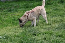 CIKITO, Hund, Siberian Husky-Mix in Lohra-Reimershausen - Bild 5