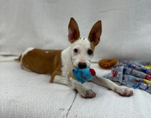 FLOREN, Hund, Podenco-Mix in Spanien - Bild 10