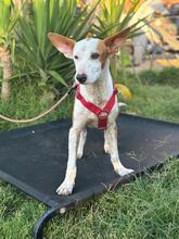 FLOREN, Hund, Podenco-Mix in Spanien - Bild 2