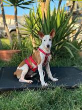 FLOREN, Hund, Podenco-Mix in Spanien - Bild 3