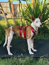 FLOREN, Hund, Podenco-Mix in Spanien - Bild 4