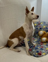 FLOREN, Hund, Podenco-Mix in Spanien - Bild 8