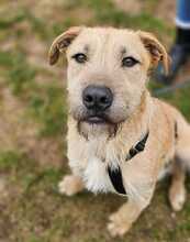 VICTOR, Hund, Mischlingshund in Ungarn - Bild 2