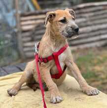 VICTOR, Hund, Mischlingshund in Ungarn - Bild 22