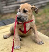 VICTOR, Hund, Mischlingshund in Ungarn - Bild 23