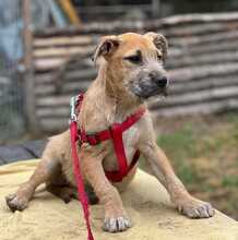 VICTOR, Hund, Mischlingshund in Ungarn - Bild 24