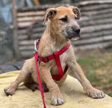 VICTOR, Hund, Mischlingshund in Ungarn - Bild 25