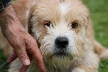 CINDY, Hund, Bearded Collie-Mix in Lohra-Reimershausen - Bild 1