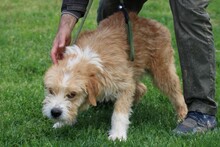 CINDY, Hund, Bearded Collie-Mix in Lohra-Reimershausen - Bild 2