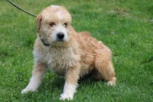 CINDY, Hund, Bearded Collie-Mix in Lohra-Reimershausen - Bild 3