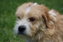 CINDY, Hund, Bearded Collie-Mix in Lohra-Reimershausen - Bild 4