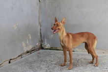 REBECCA, Hund, Podenco in Spanien - Bild 1