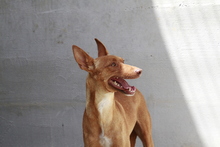 REBECCA, Hund, Podenco in Spanien - Bild 2