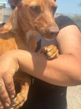 REBECCA, Hund, Podenco in Spanien - Bild 4