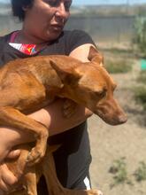 REBECCA, Hund, Podenco in Spanien - Bild 5