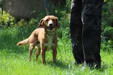 BOBO, Hund, Mischlingshund in Slowakische Republik