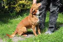 BOBO, Hund, Mischlingshund in Slowakische Republik - Bild 3