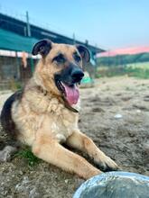 RINGO, Hund, Deutscher Schäferhund-Mix in Slowakische Republik - Bild 1