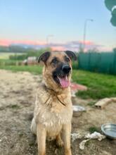 RINGO, Hund, Deutscher Schäferhund-Mix in Slowakische Republik - Bild 2