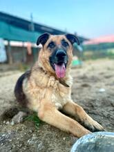 RINGO, Hund, Deutscher Schäferhund-Mix in Slowakische Republik - Bild 3