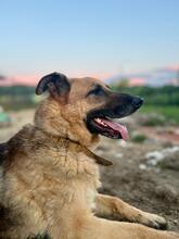 RINGO, Hund, Deutscher Schäferhund-Mix in Slowakische Republik - Bild 4