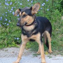 FRED, Hund, Deutscher Schäferhund-Mix in Slowakische Republik - Bild 3