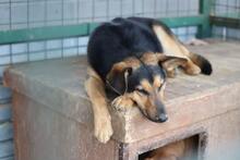 FRED, Hund, Deutscher Schäferhund-Mix in Slowakische Republik - Bild 4