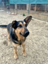 FRED, Hund, Deutscher Schäferhund-Mix in Slowakische Republik - Bild 5