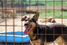 FRED, Hund, Deutscher Schäferhund-Mix in Slowakische Republik - Bild 6