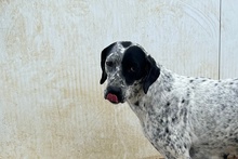 SONIA, Hund, Pointer-Mix in Italien