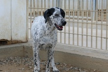 SONIA, Hund, Pointer-Mix in Italien - Bild 2