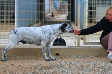 SONIA, Hund, Pointer-Mix in Italien - Bild 4